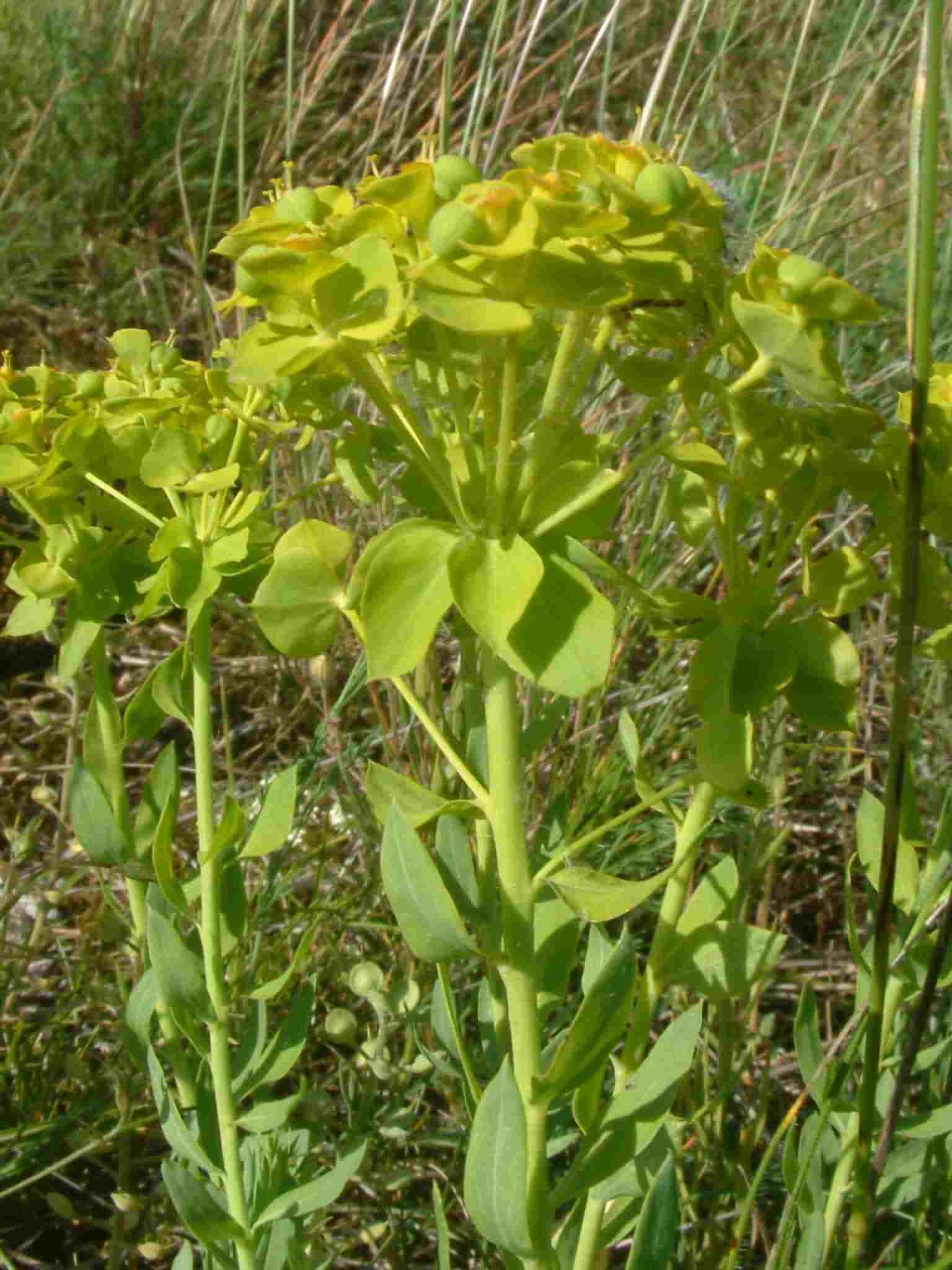 Euphorbia seguierana 2