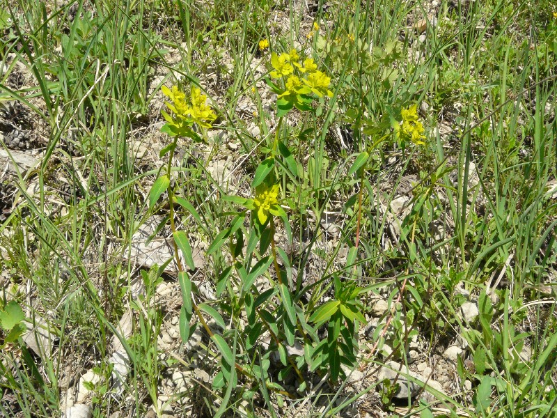 Euphorbia verrucosa 1