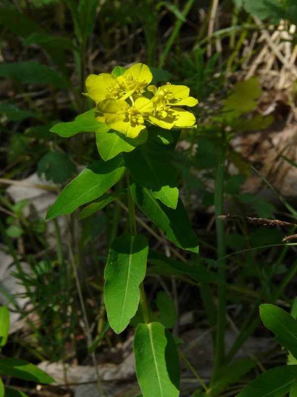 Euphorbia verrucosa 2