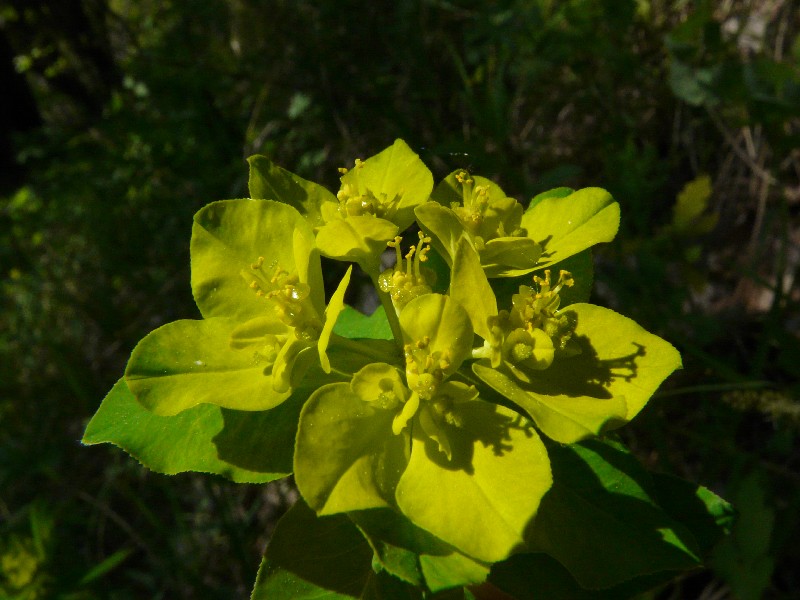 Euphorbia verrucosa 3