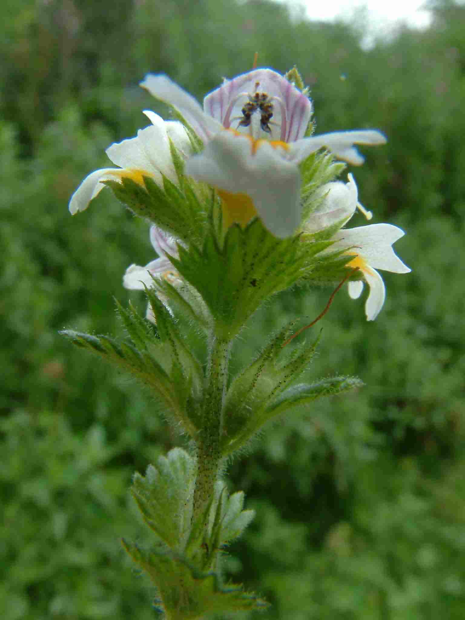 Euphrasia officinalis 1