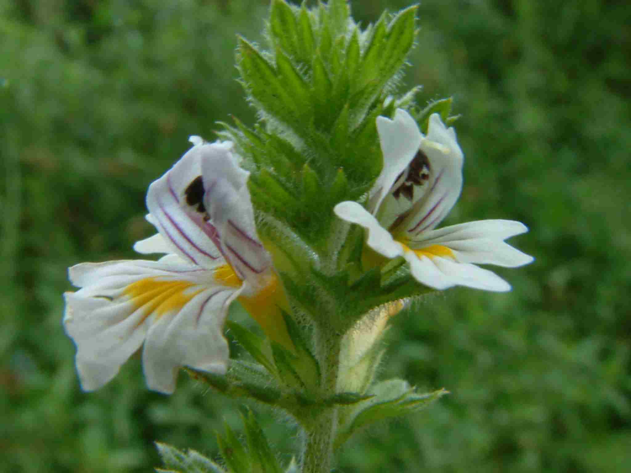 Euphrasia officinalis 2