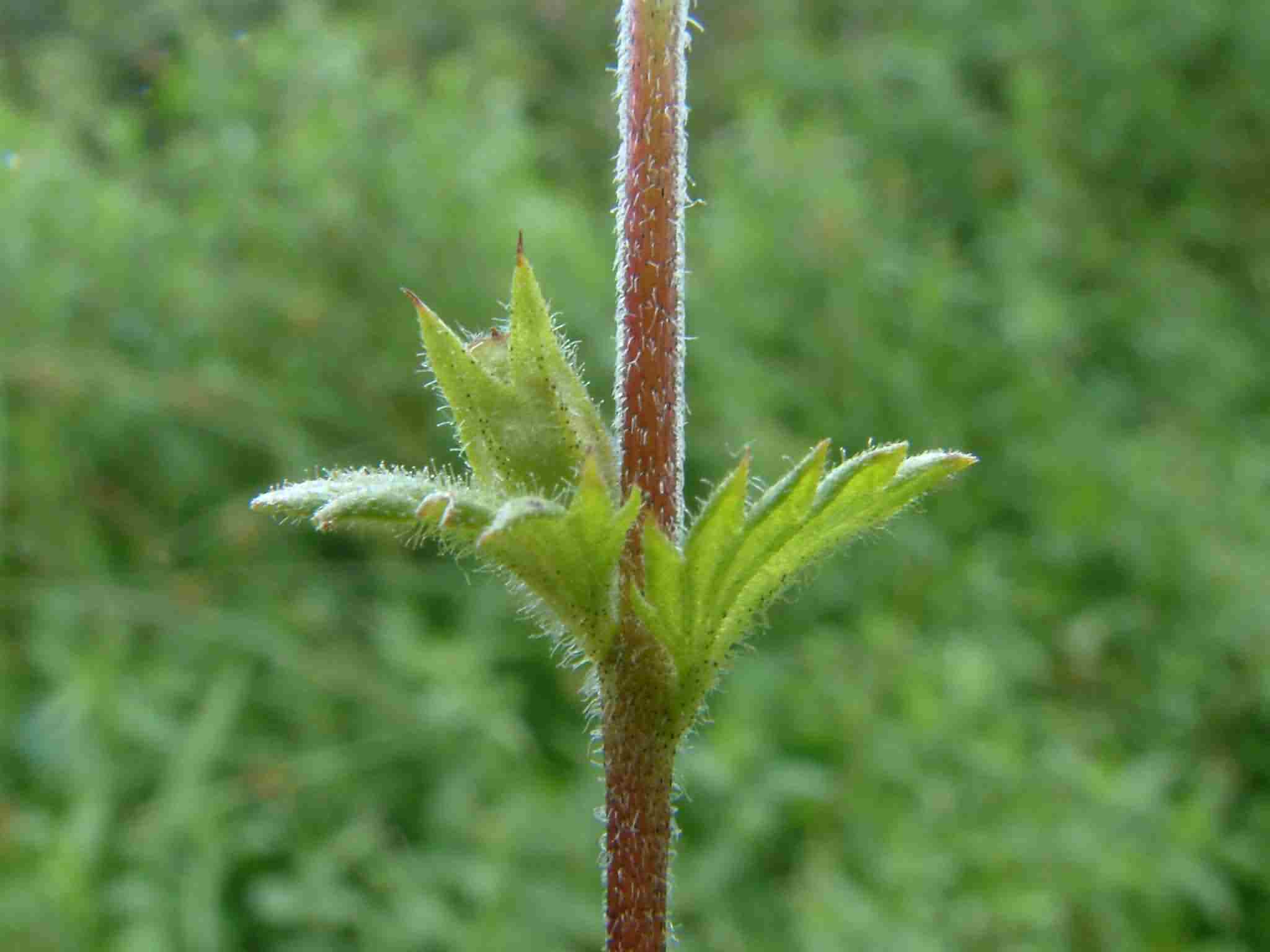 Euphrasia officinalis 2