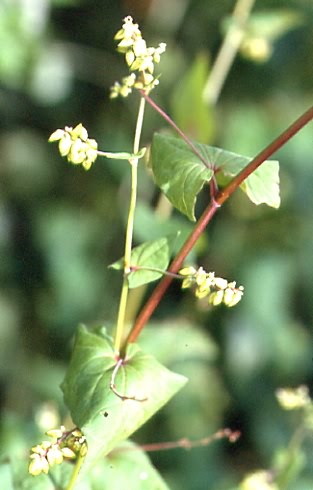 Fagopyrum tataricum 1