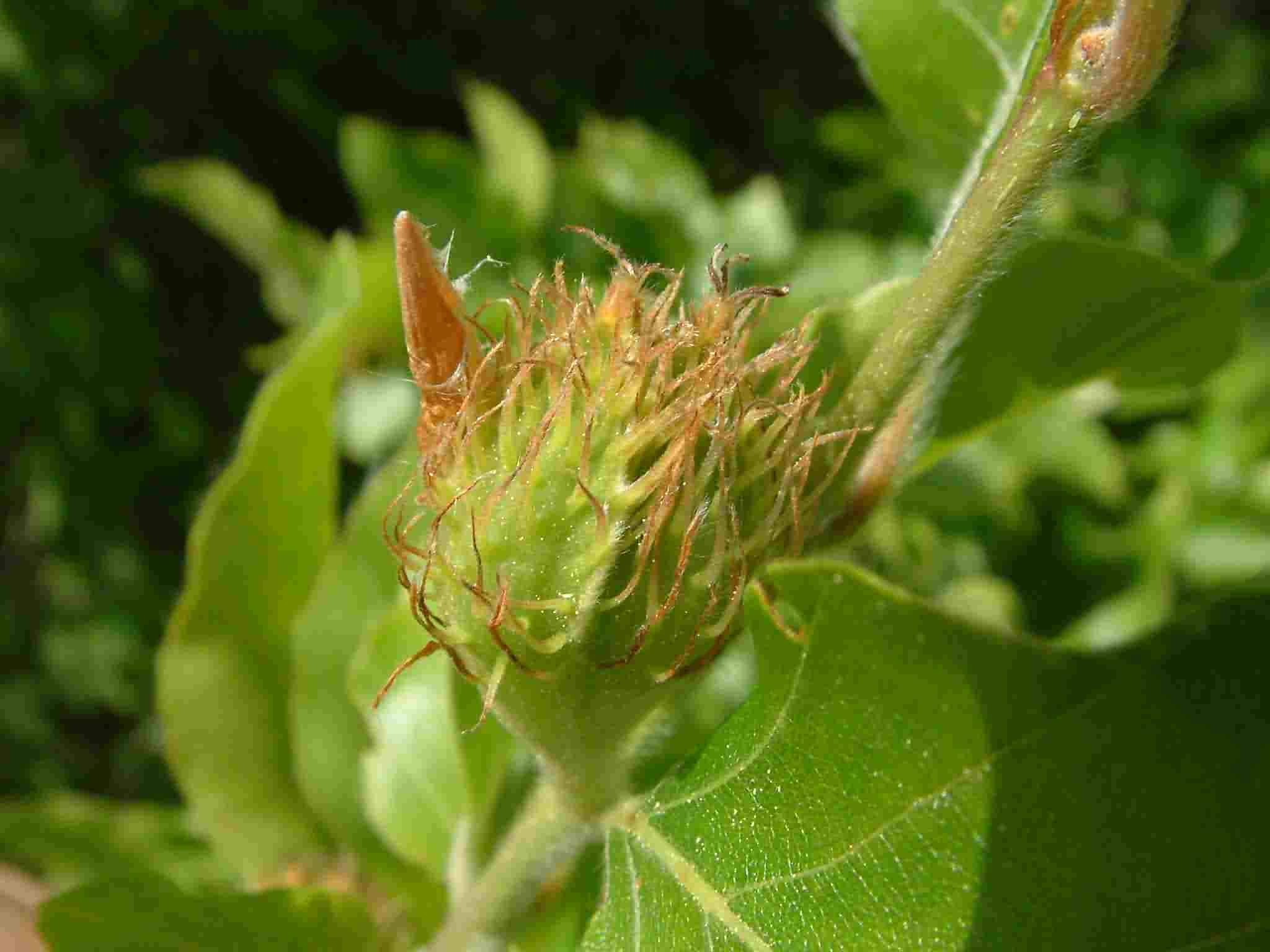 Fagus sylvatica 4