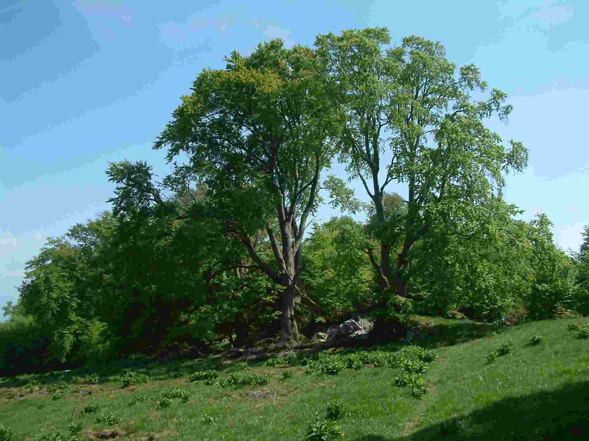 Fagus sylvatica 1