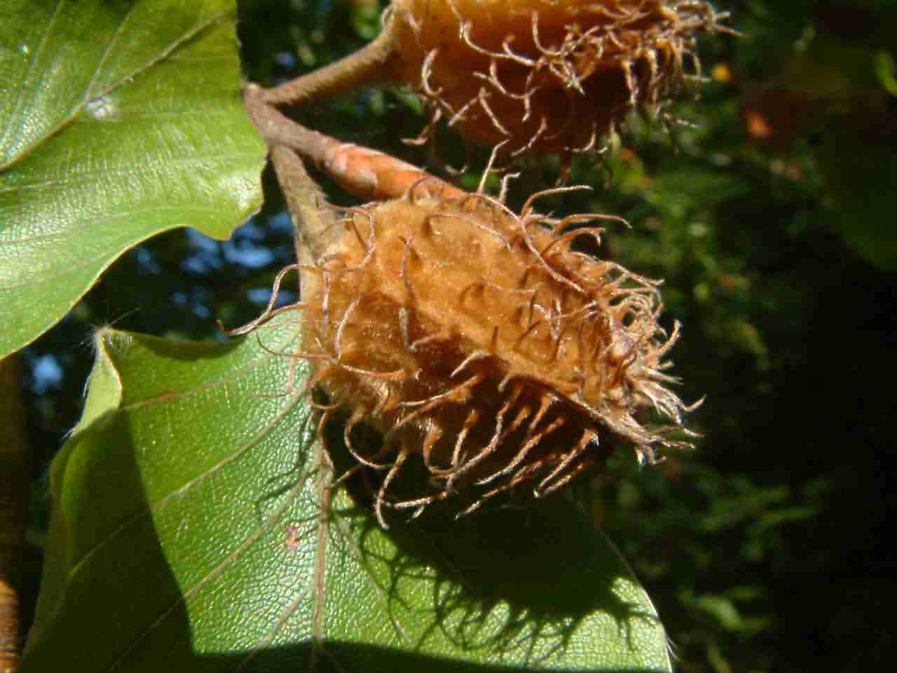 Fagus sylvatica 5