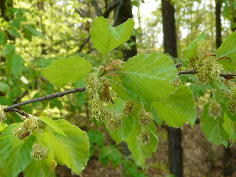 Fagus sylvatica  2