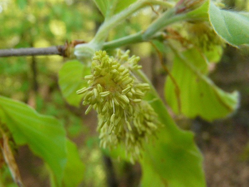 Fagus sylvatica 3