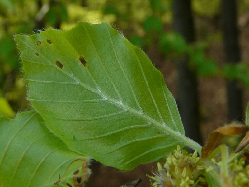 Fagus sylvatica 6