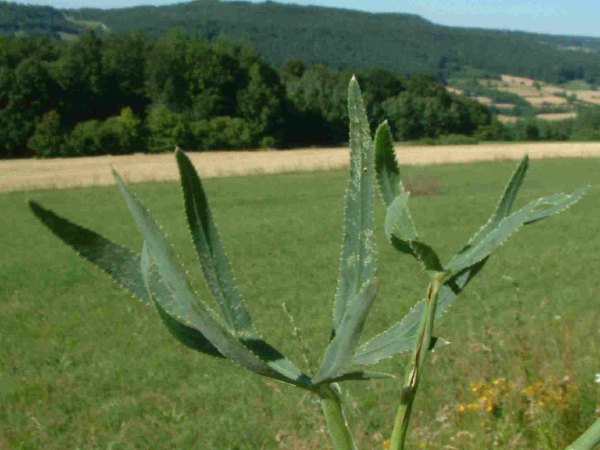 Falcaria vulgaris 3