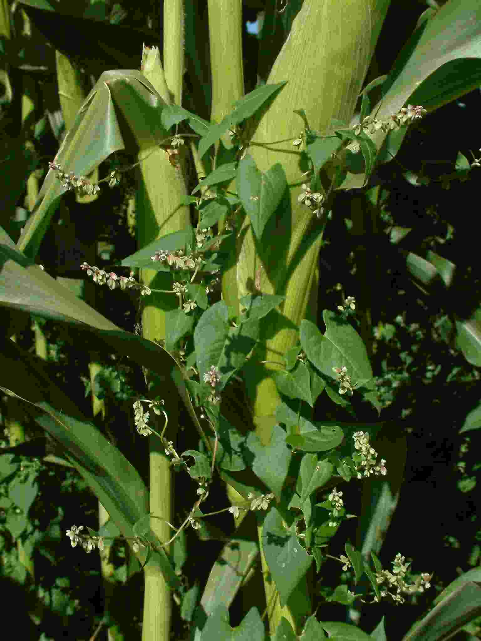 Fallopia convolvulus 1