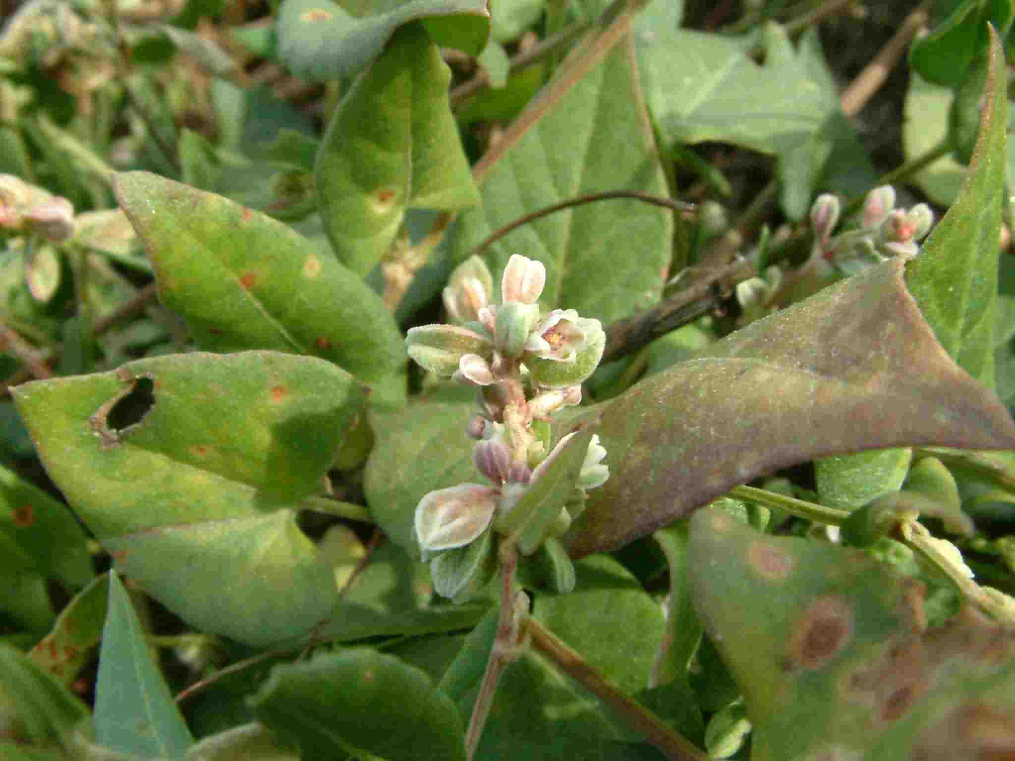 Fallopia convolvulus 2