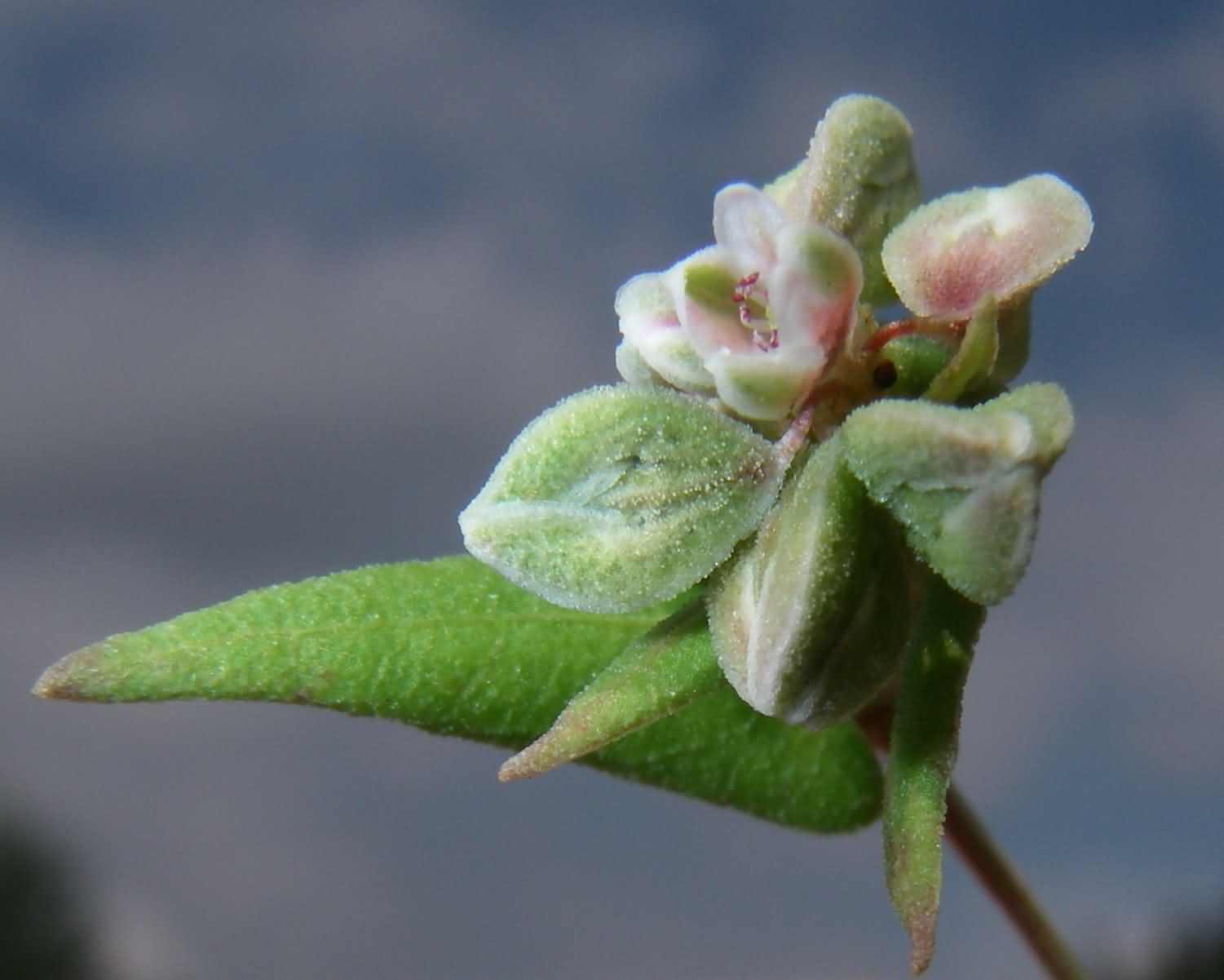 Fallopia convolvulus 3