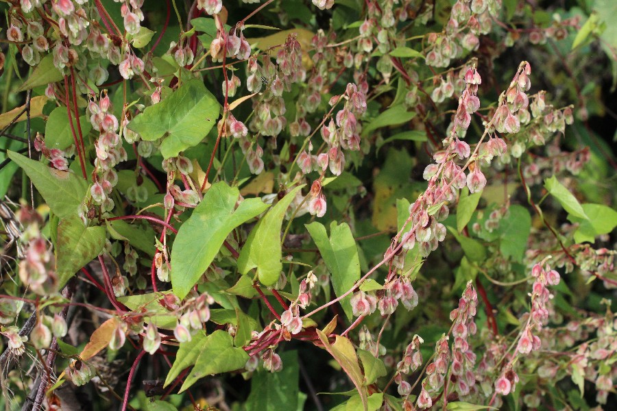 Fallopia dumetorum 1