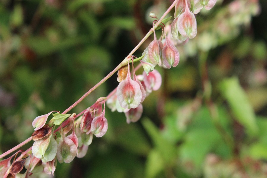 Fallopia dumetorum 2