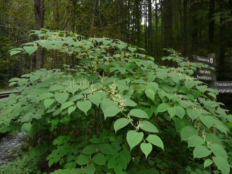 Fallopia japonica 1