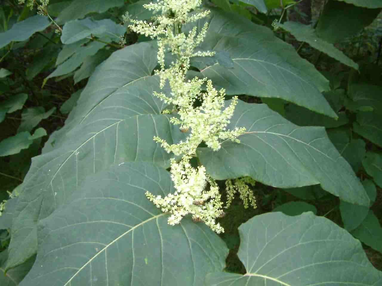 Fallopia sachalinensis 2