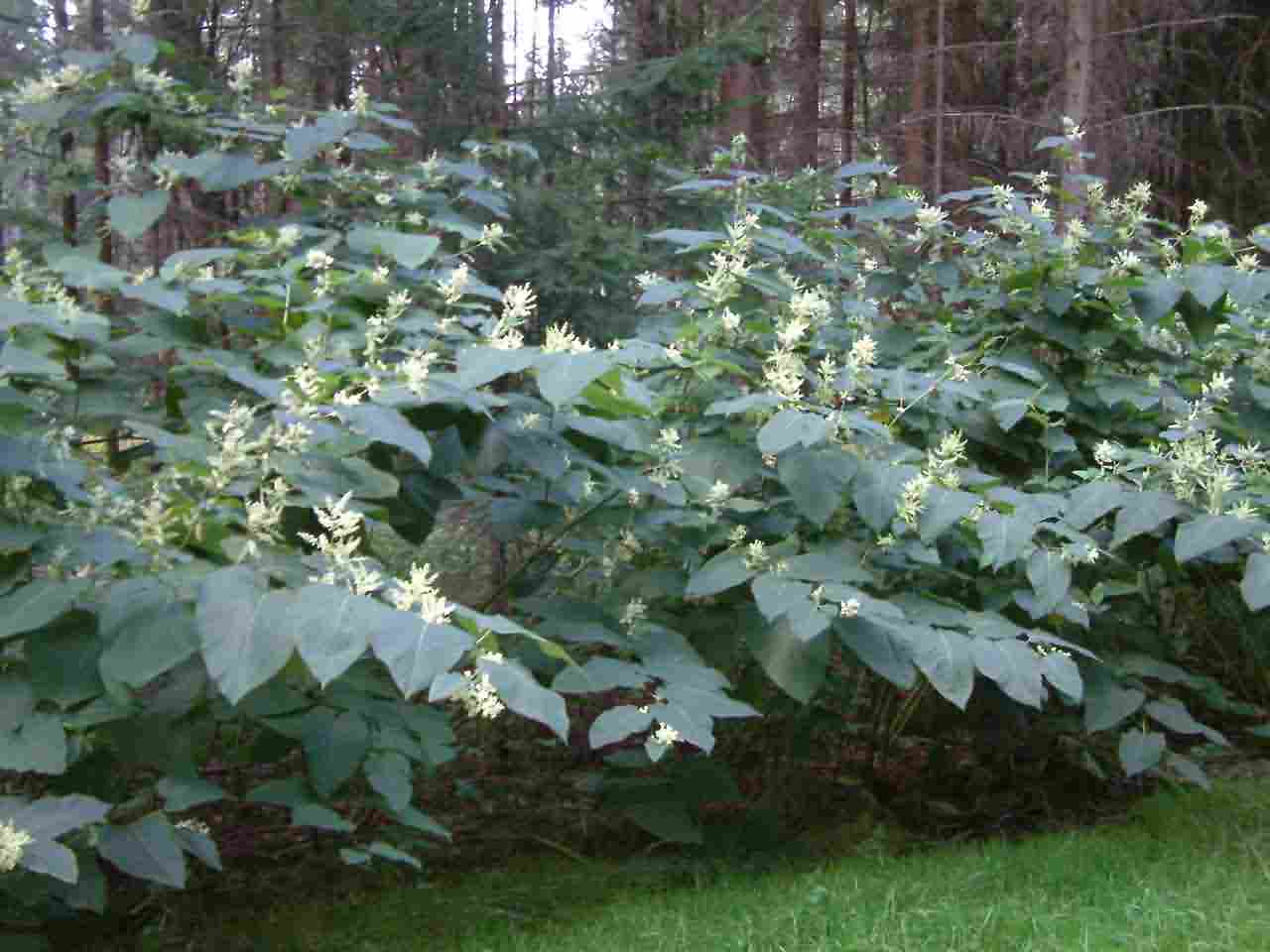 Fallopia sachalinensis 1