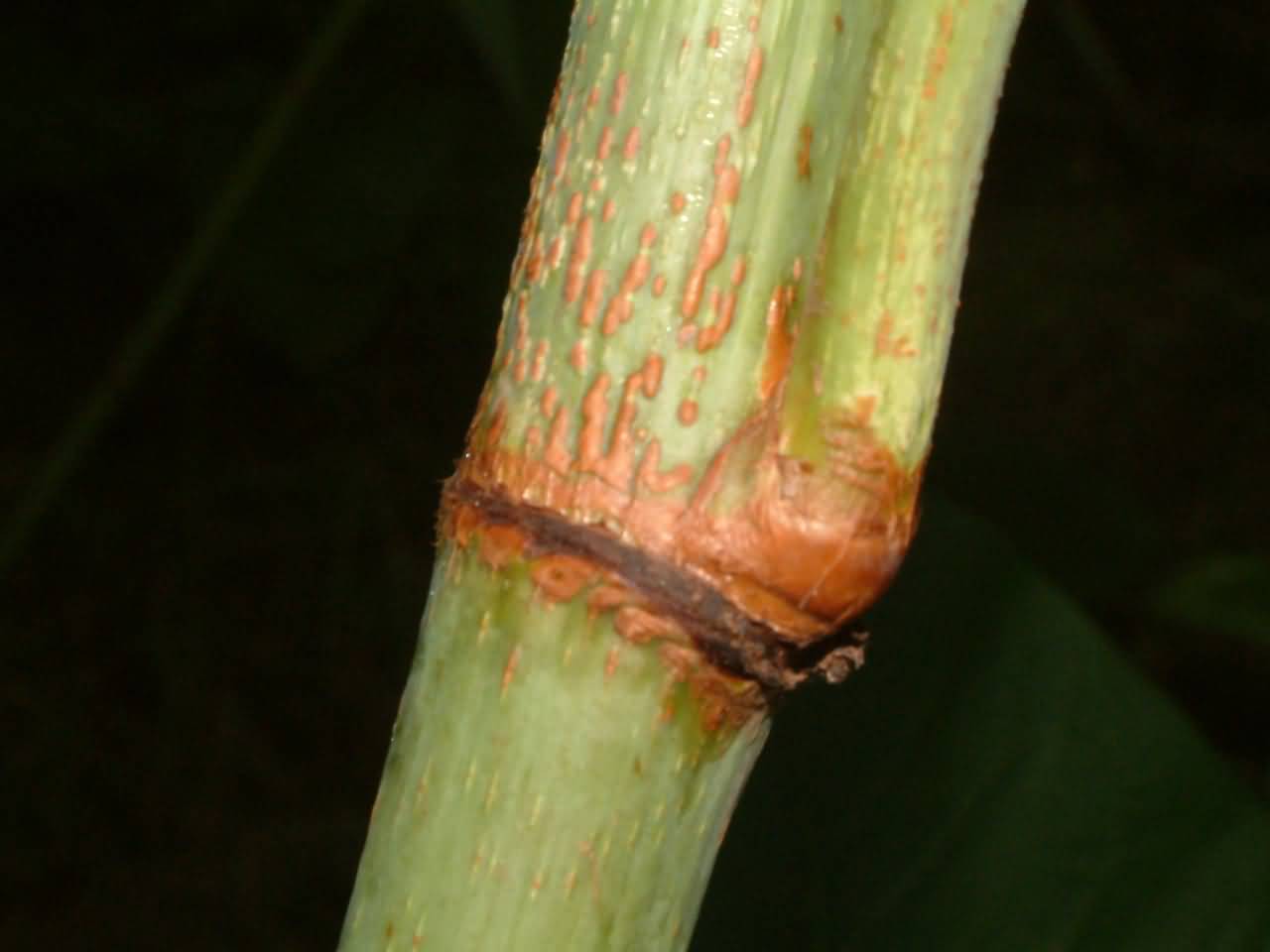 Fallopia sachalinensis 3