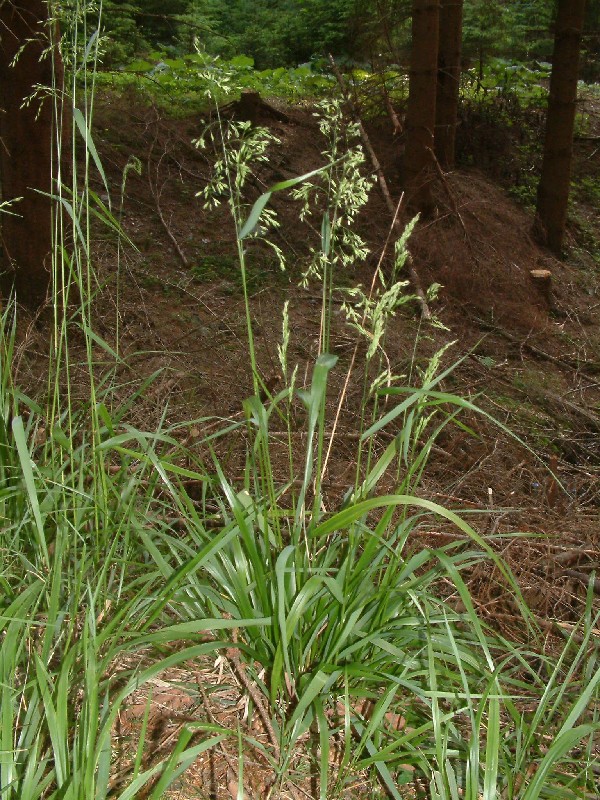 Festuca altissima 1