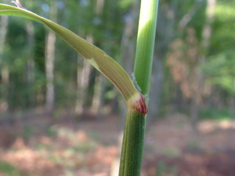 Festuca altissima 3