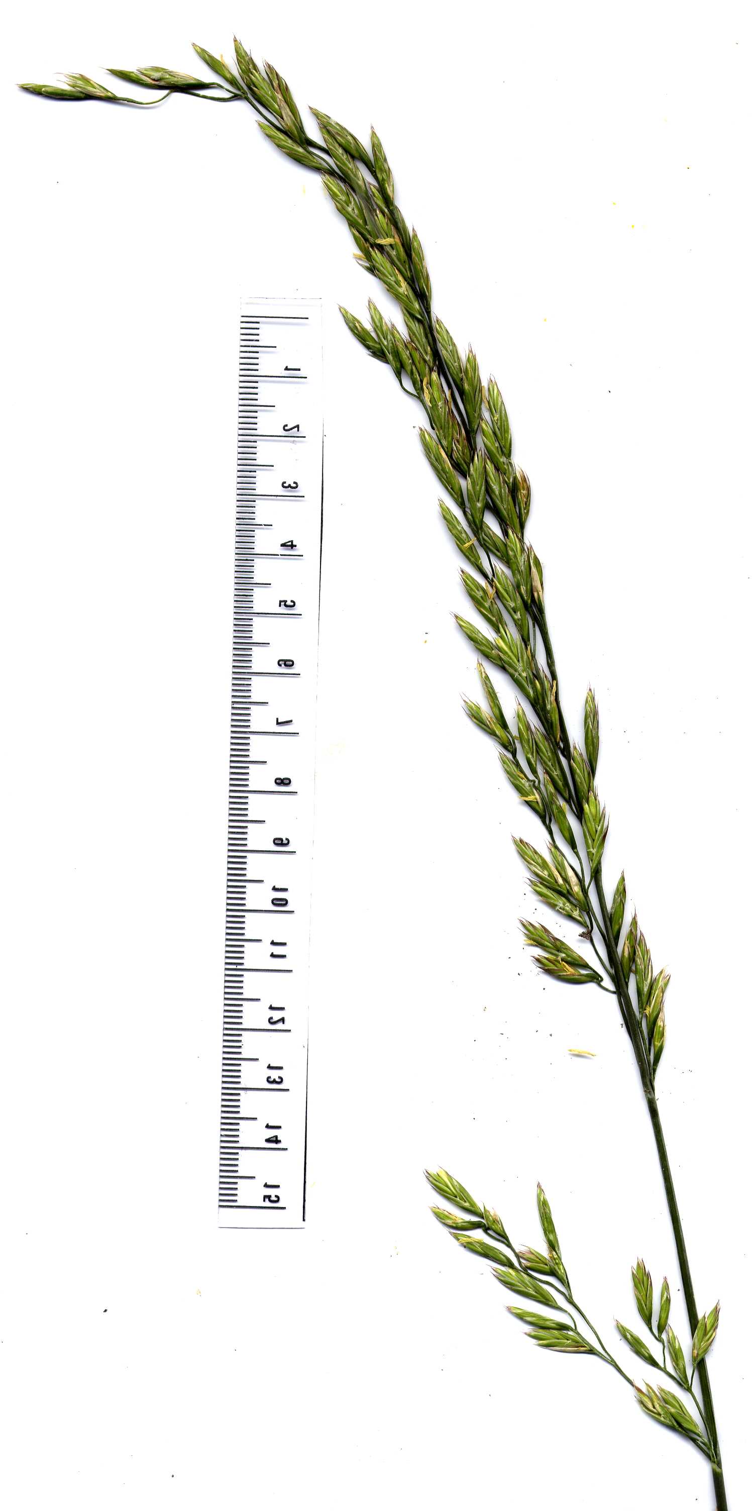 Festuca arundinacea 1