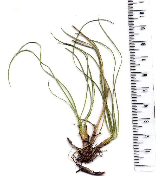 Festuca brevipila