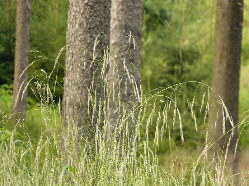 Festuca gigantea 1