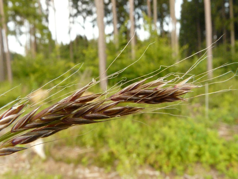 Festuca gigantea 2