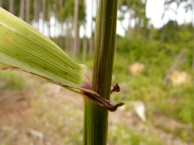 Festuca gigantea 3