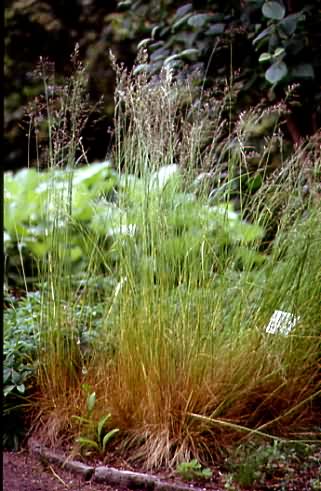 Festuca heterophylla 1