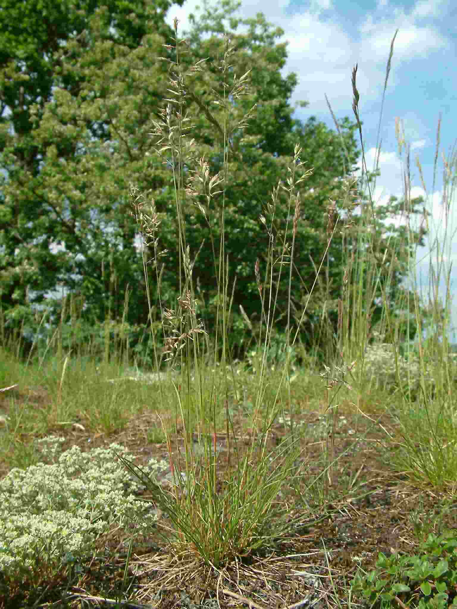 Festuca ovina 1