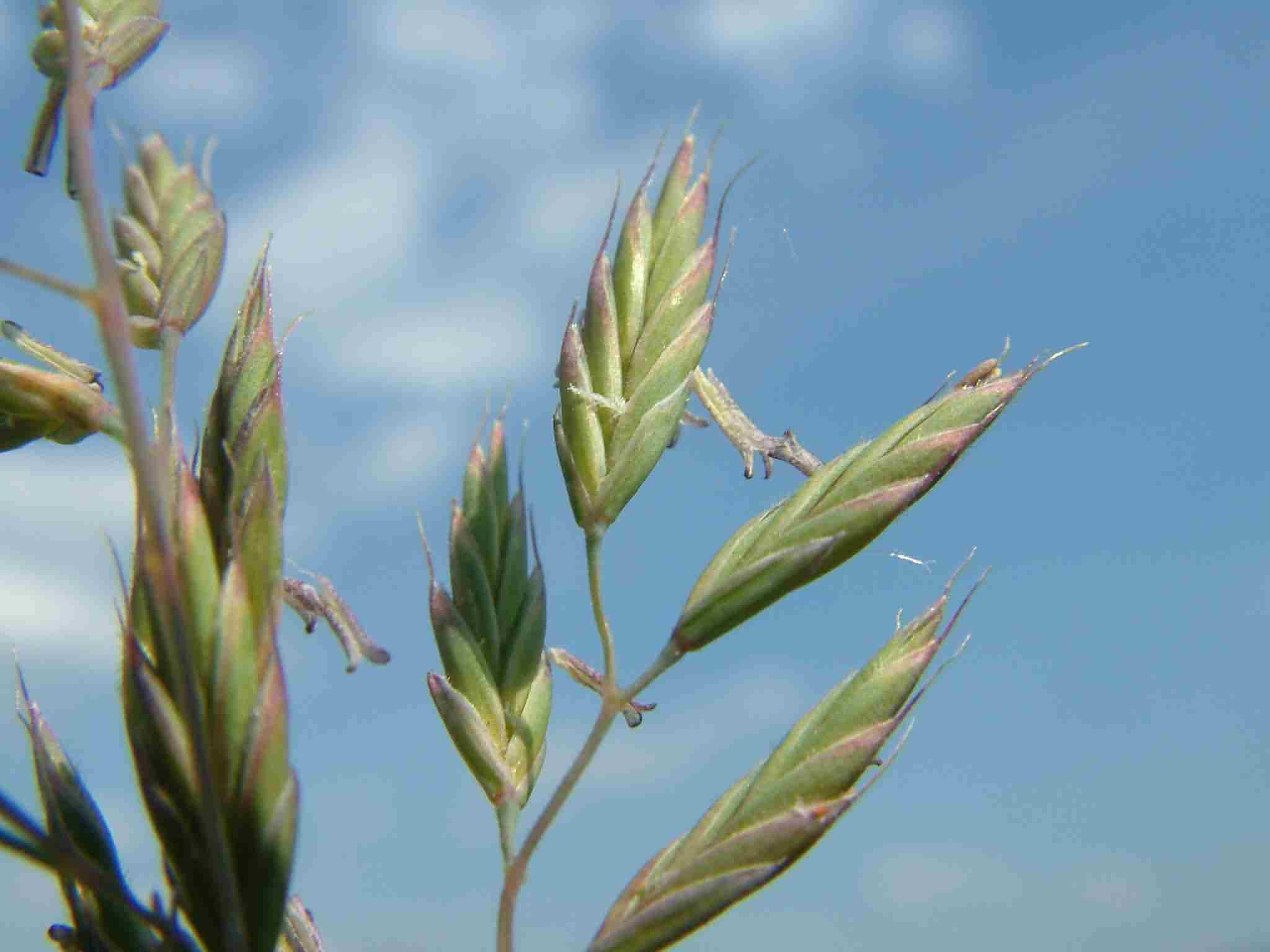 Festuca ovina 2