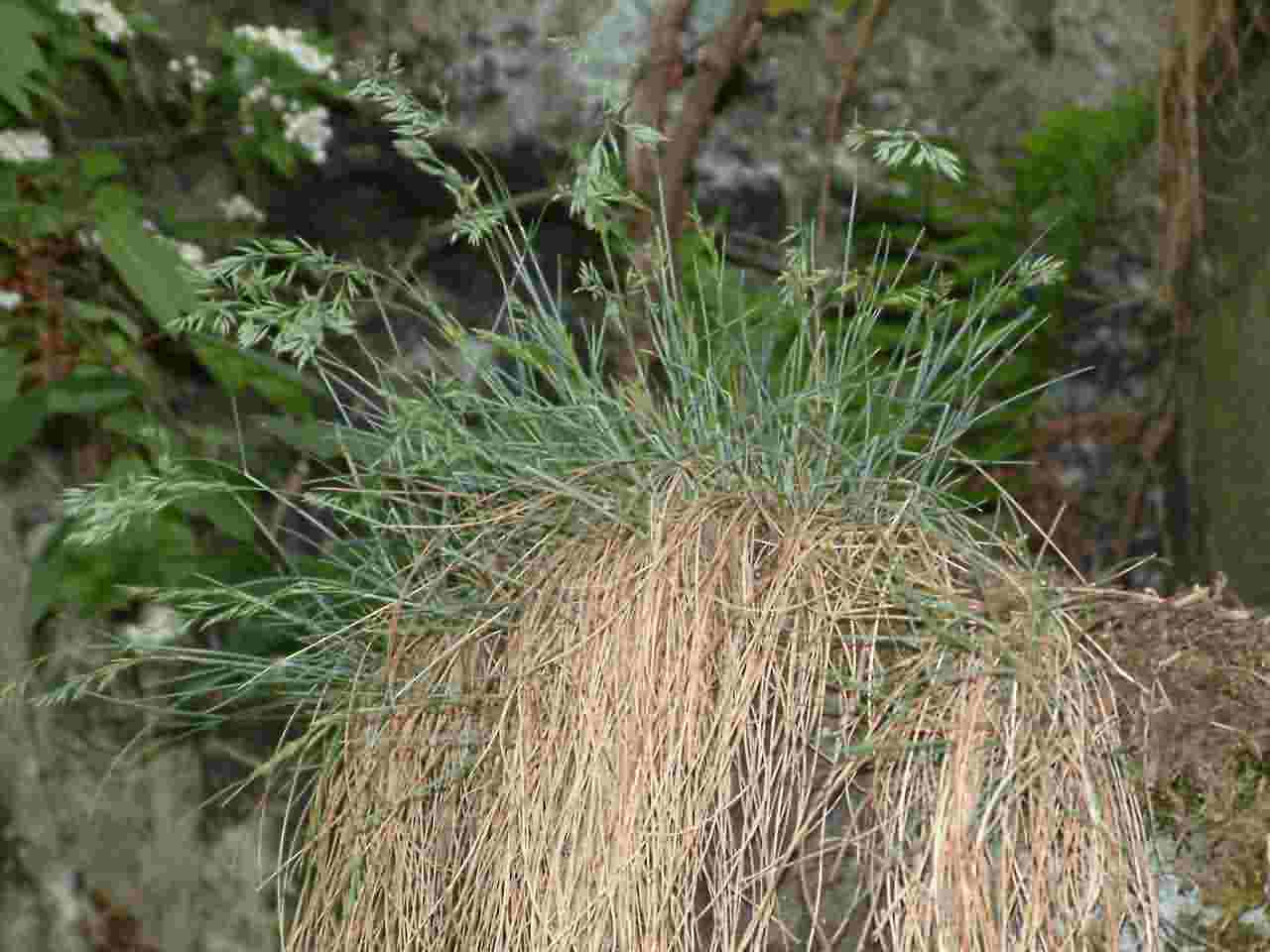 Festuca pallens 1