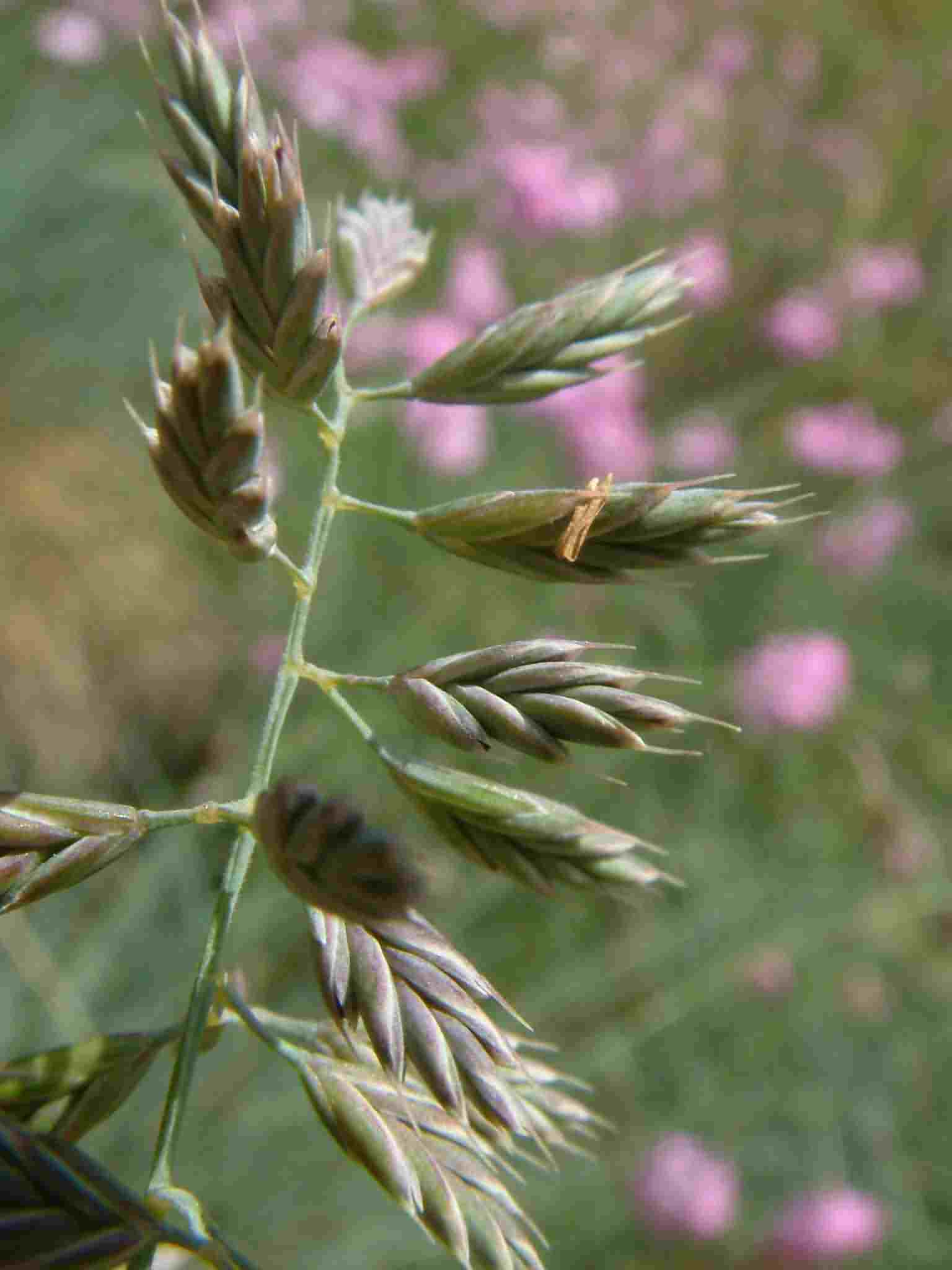 Festuca pallens 2