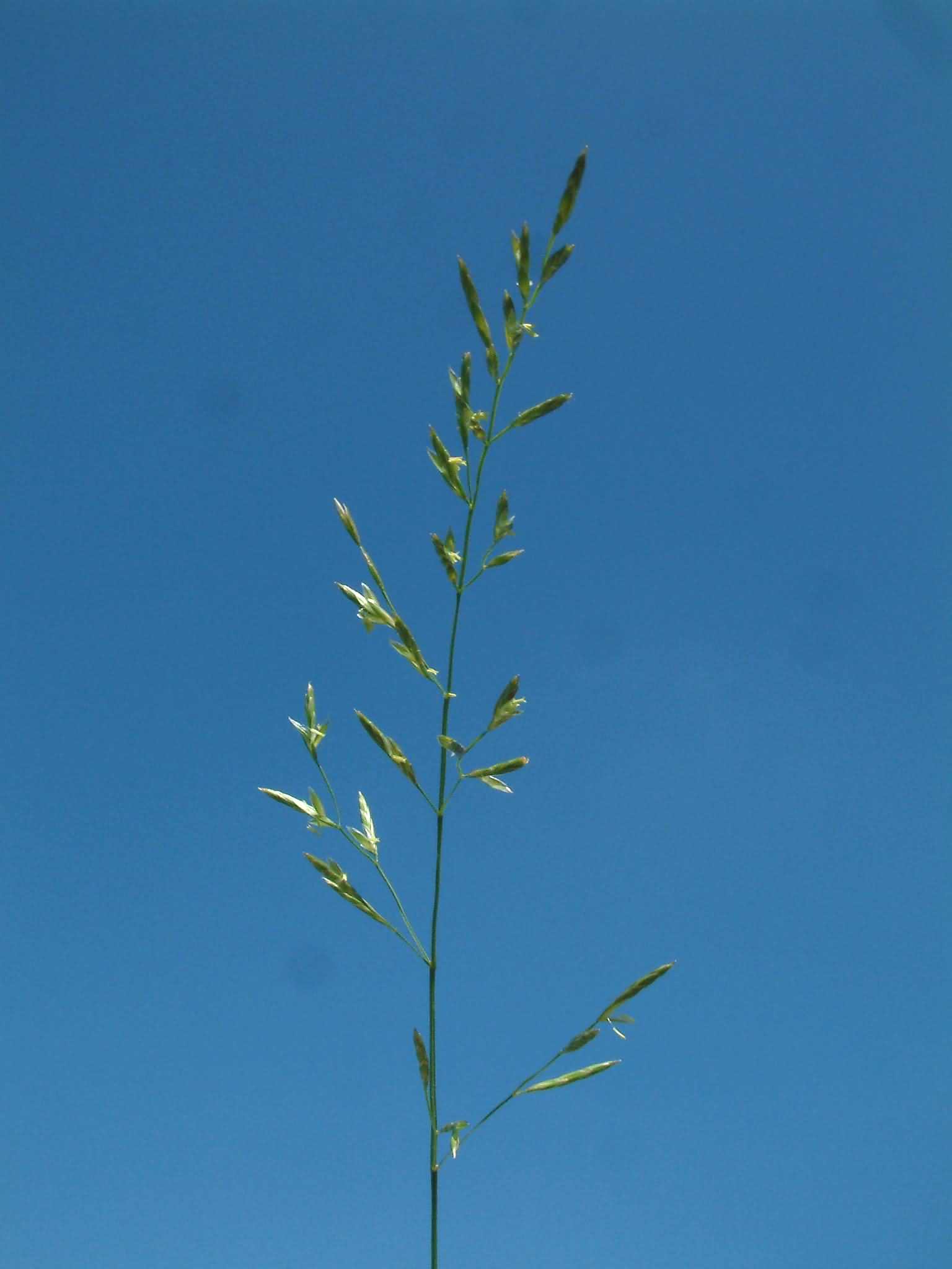 Festuca pratensis 1