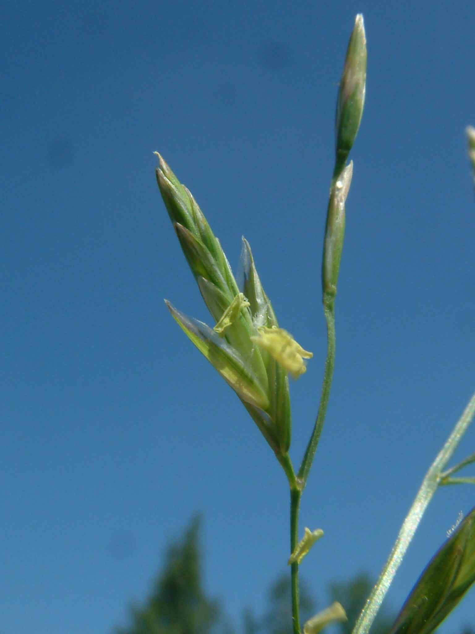 Festuca pratensis 2