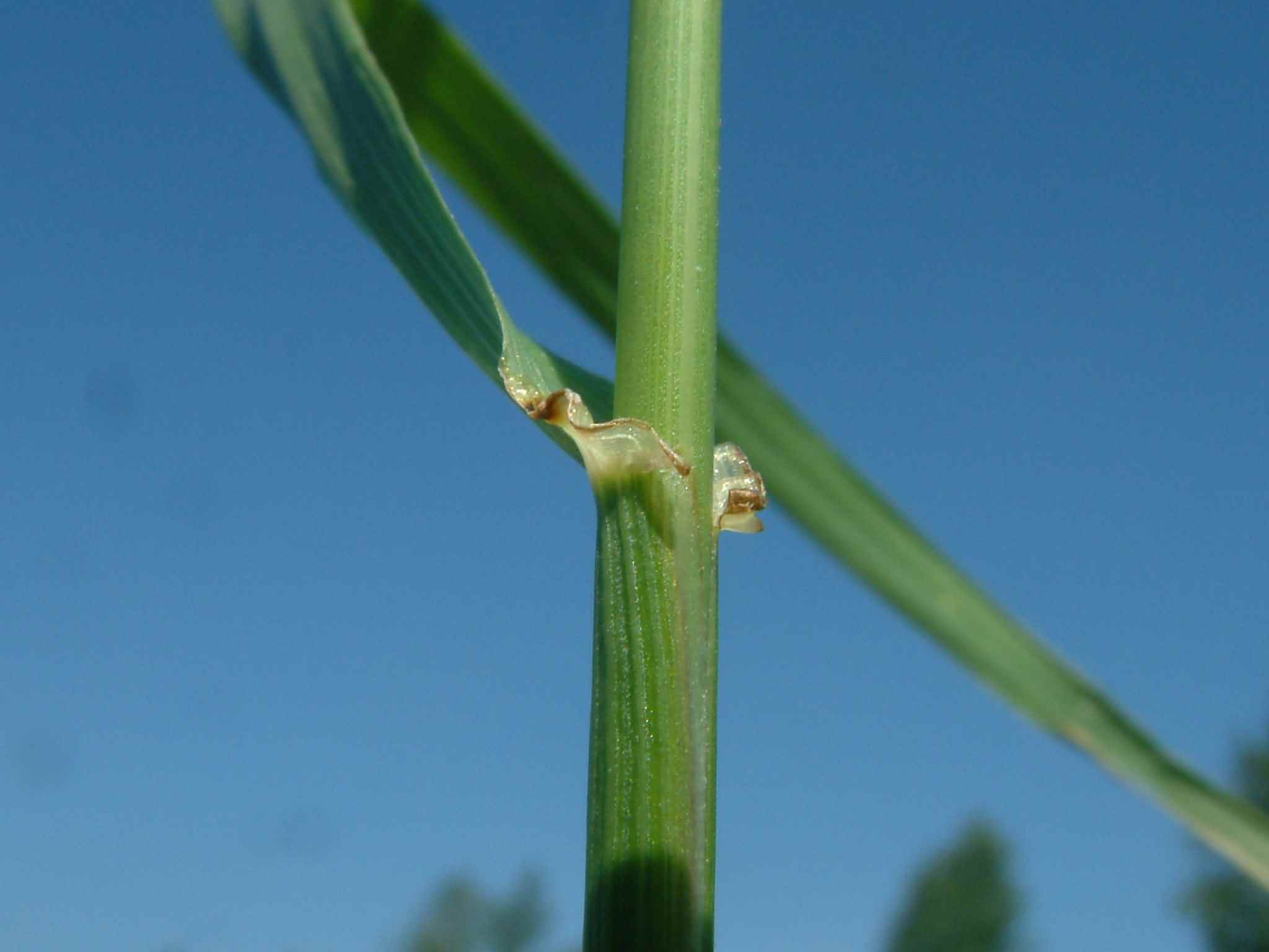 Festuca pratensis 3