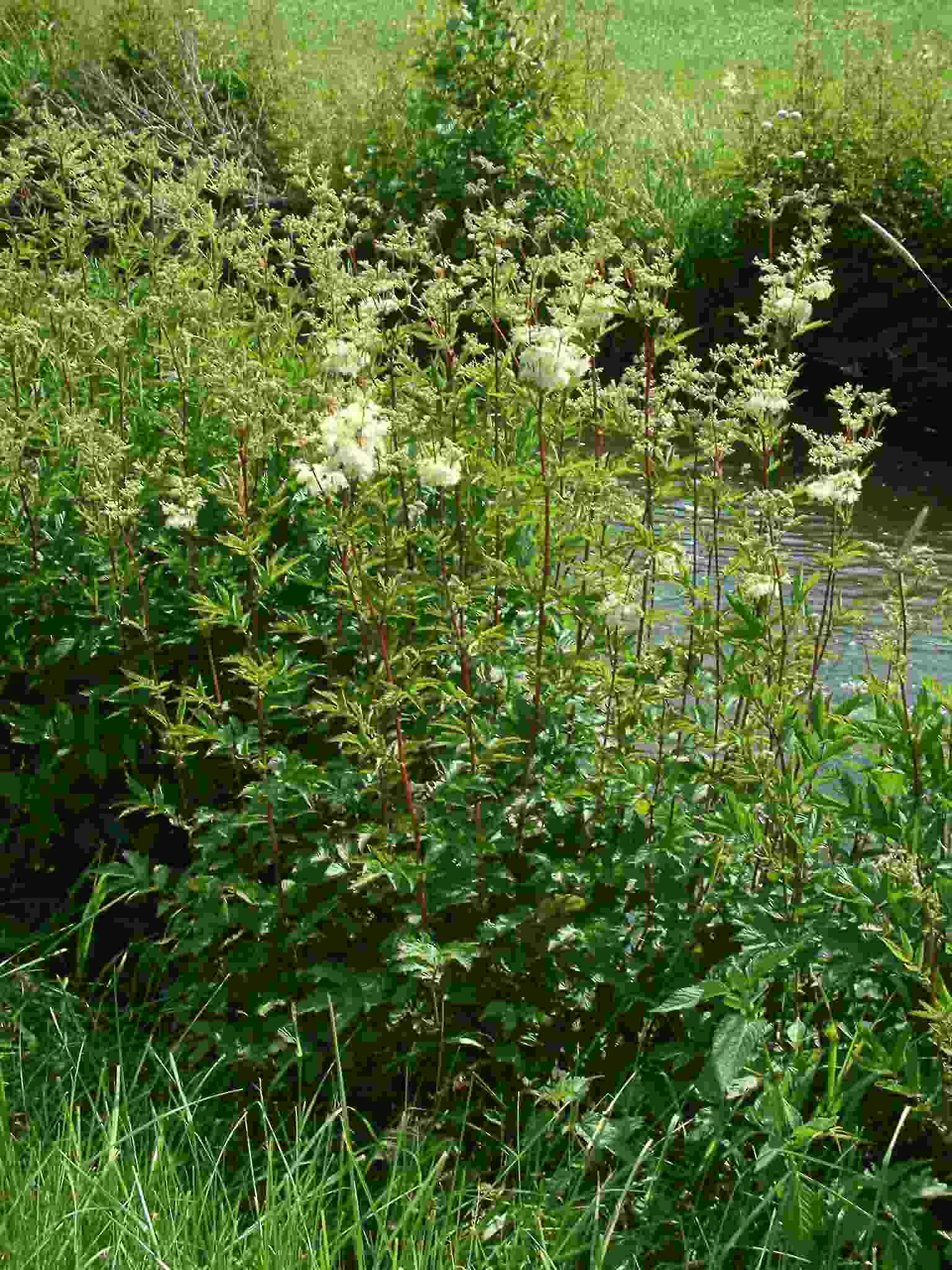 Filipendula ulmaria 1