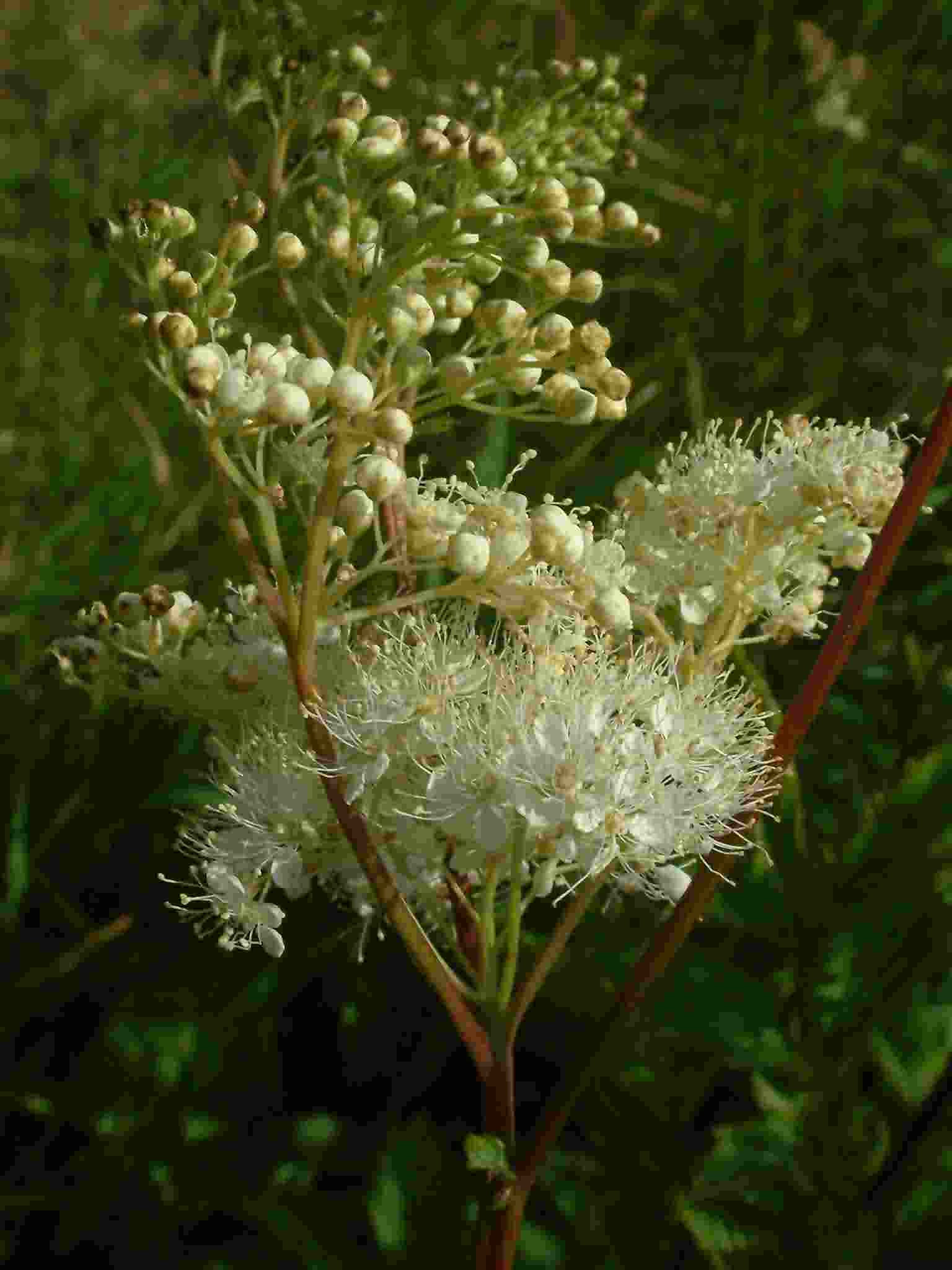 Filipendula ulmaria 2