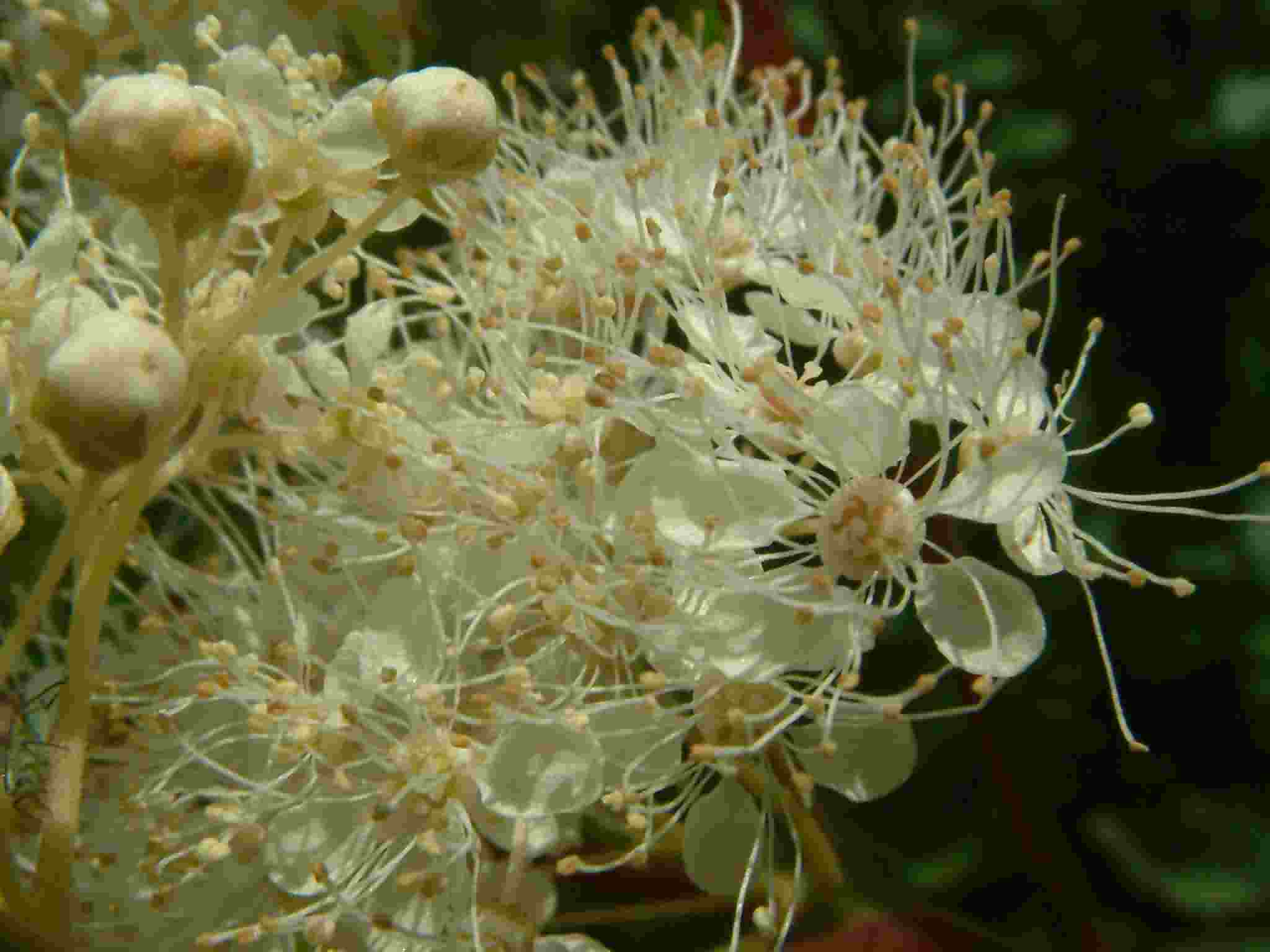 Filipendula ulmaria 3