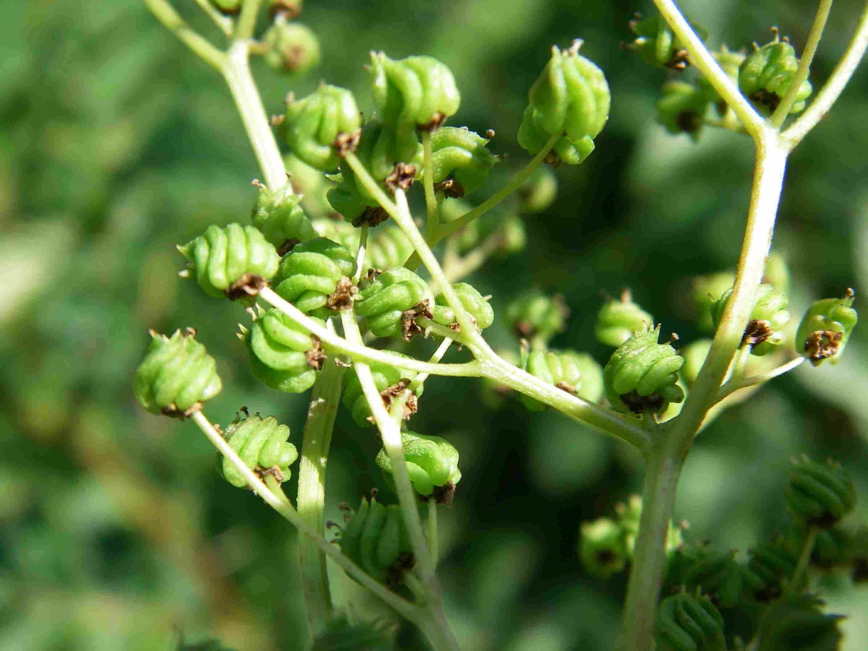 Filipendula ulmaria 4