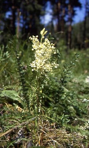 Filipendula vulgaris 1