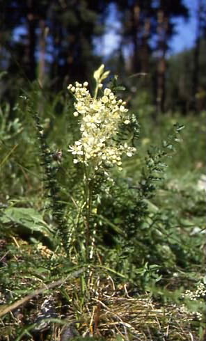 Filipendula vulgaris 1