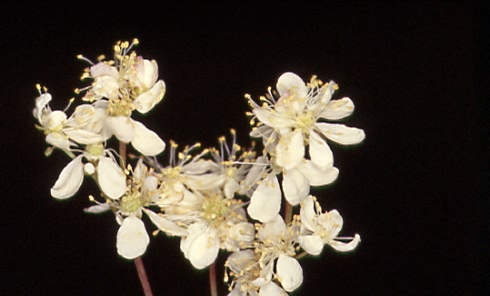 Filipendula vulgaris 2