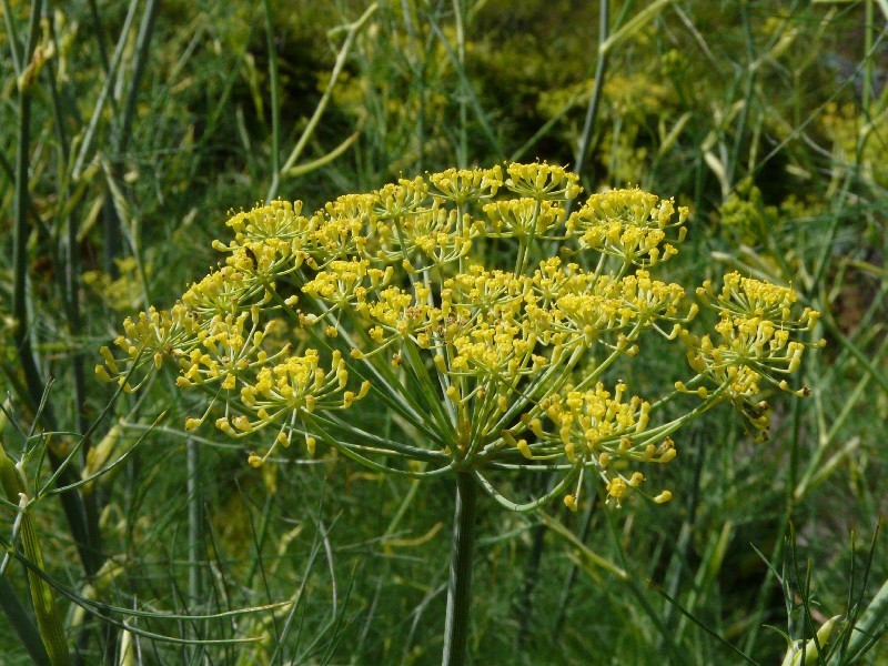 Foeniculum vulgare 2