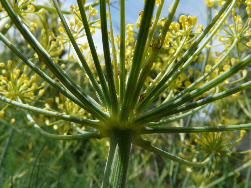 Foeniculum vulgare 3