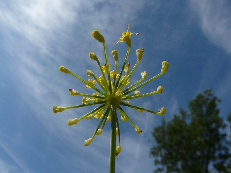 Foeniculum vulgare 4