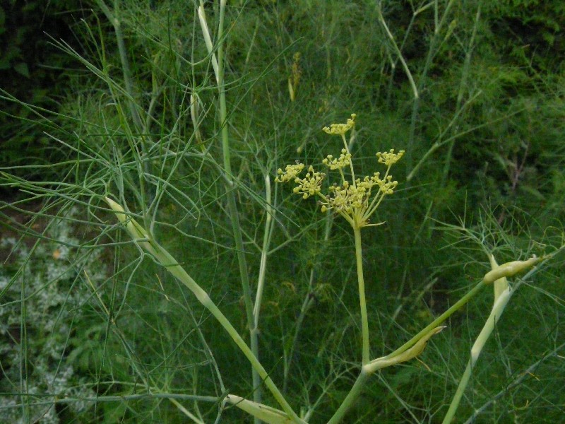 Foeniculum vulgare 1